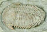 Lower Cambrian Bondonella Trilobite - Issafen, Morocco #381189-1